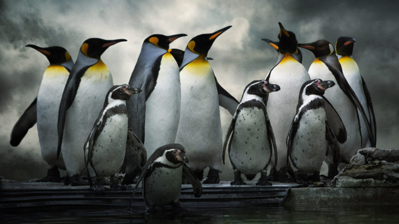 Penguin 3.0 Update 2014 - Still Rolling Out to all Queries