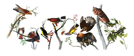 google-logo-audubon-society