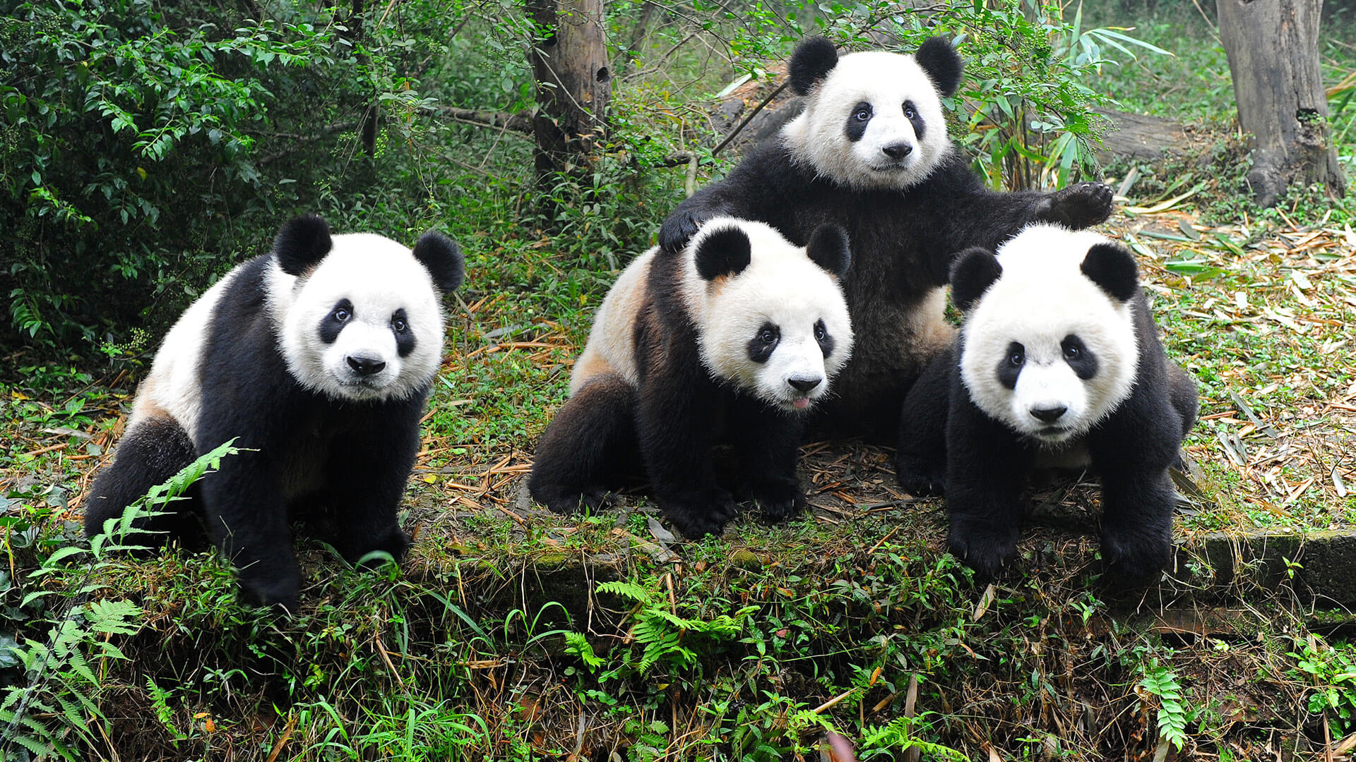 Google Panda Two Years Later: The Real Impact Beyond ...