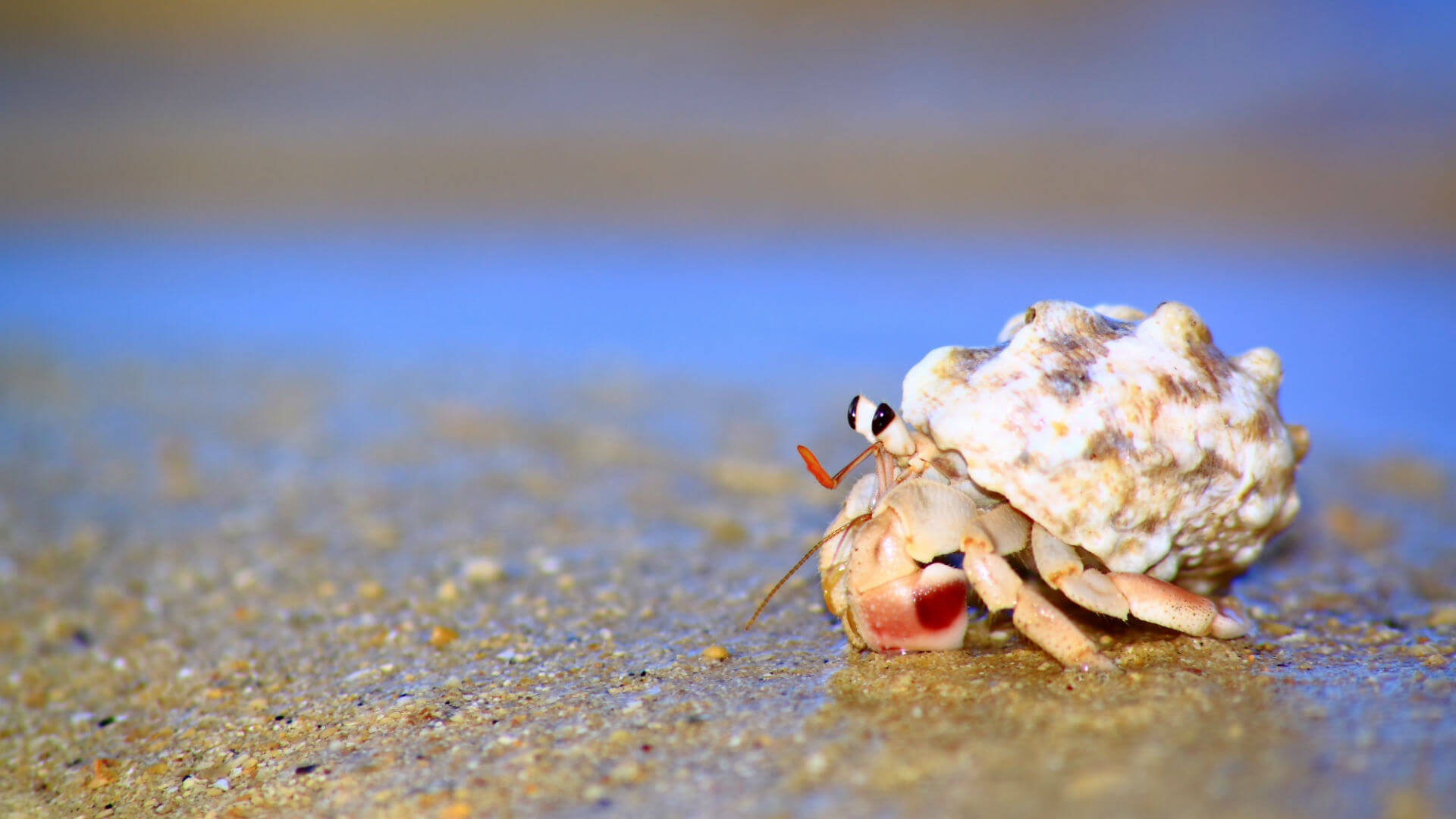 land hermit crabs for sale online