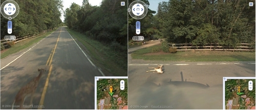 Google Street View Car Kills Bambi, Removes Pictures Afterward