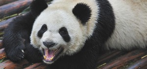 panda-featured