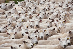 Flock Of Sheep