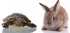 tortoise-hare-featured