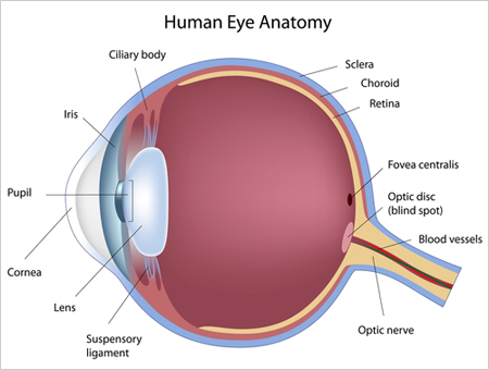 Human eye anatomy