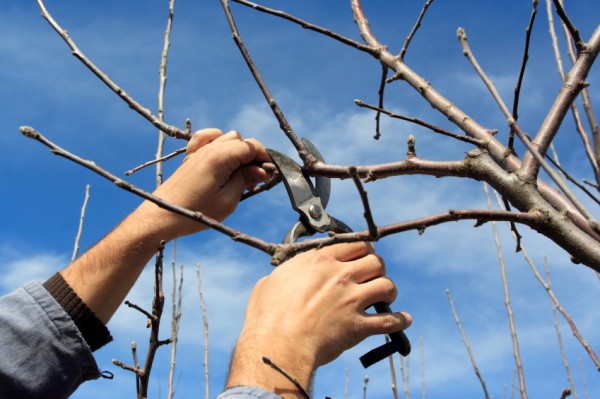 Tree pruning