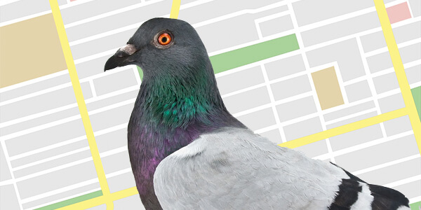 maps-pigeon-600-150x75