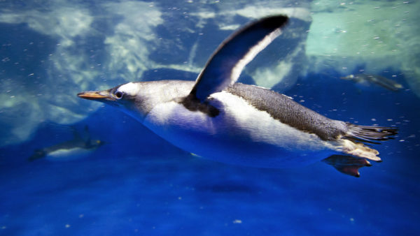penguin-swimming-ss-1920
