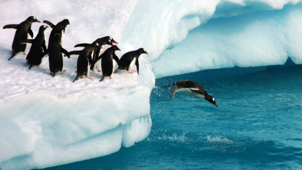 penguins-diving-ss-1920