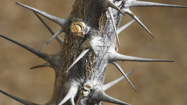 thorns-thorny-sharp-pain-careful-ss-1920