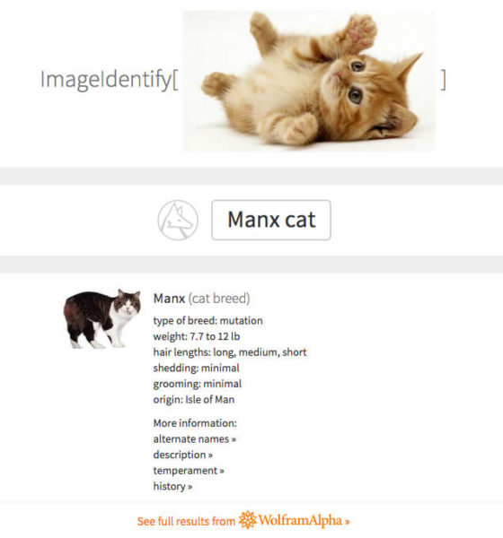 imageidentify-cat