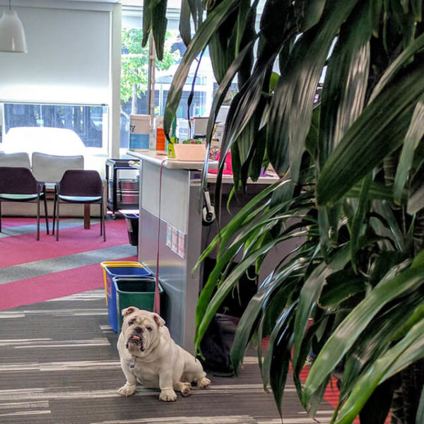 googleplex-google-dog-1466540796