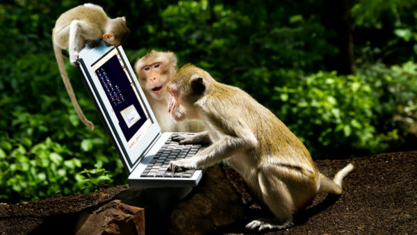 trained-monkey-computer-ss-1920