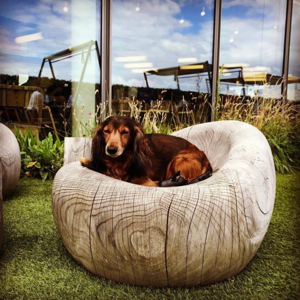 Google Dog Chair