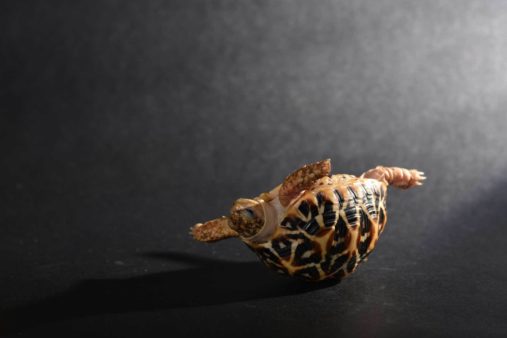 turtle-slow-ss-1920