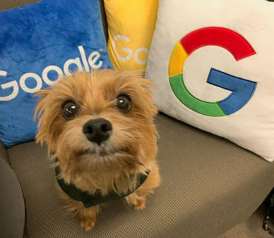 google-dog-puppy-eyes-1515500243