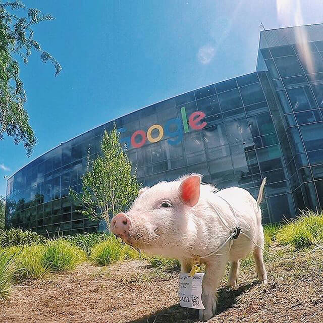 Google Pig 1516104300