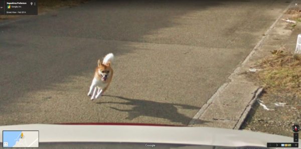dog-chasing-google-street-view