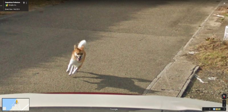 Dog Chasing Google Street View