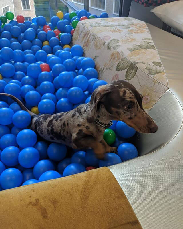 Google Dog Ball Pit 1533084246