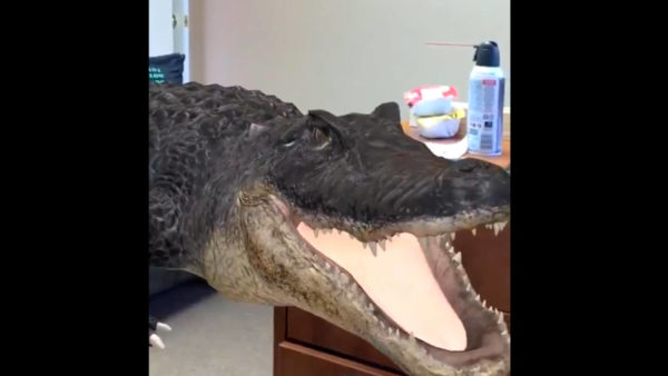 ARalligatorGoogle