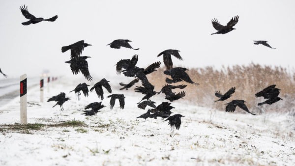 flock_birds_ravens_1920