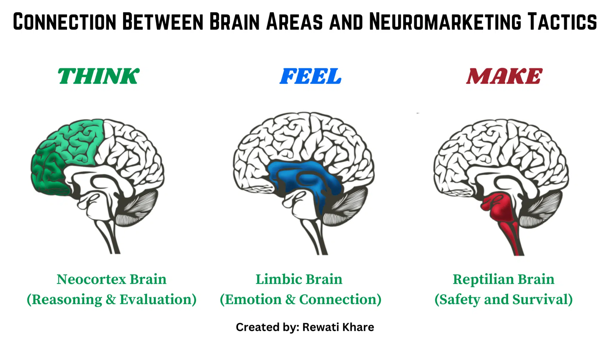 Connection between brain areas