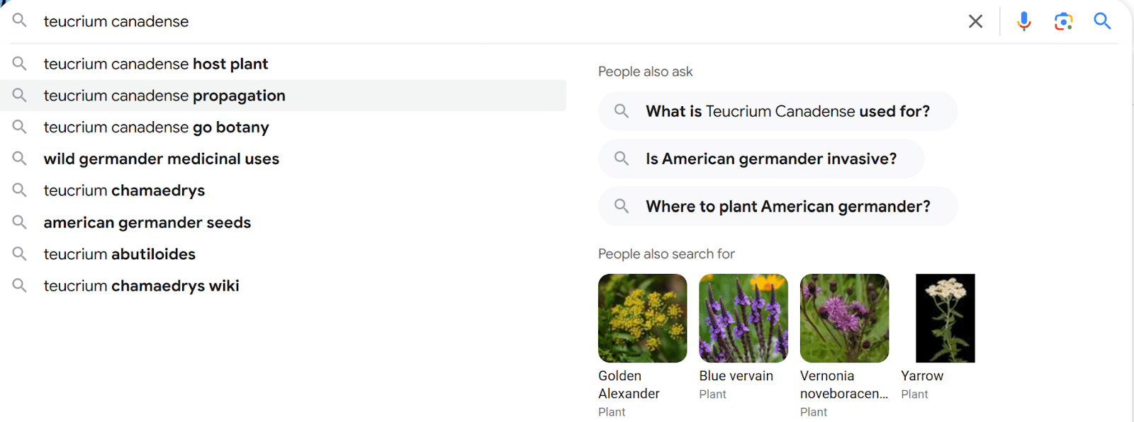 Google search - 'teucrium canadense'