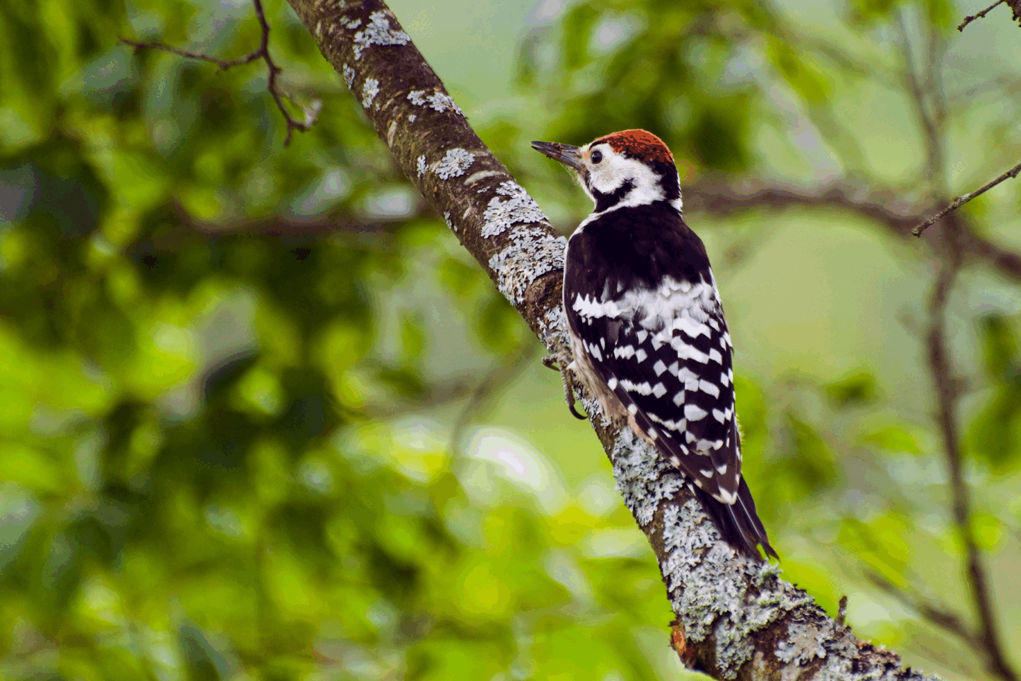 Barlett Woodpecker Scaled