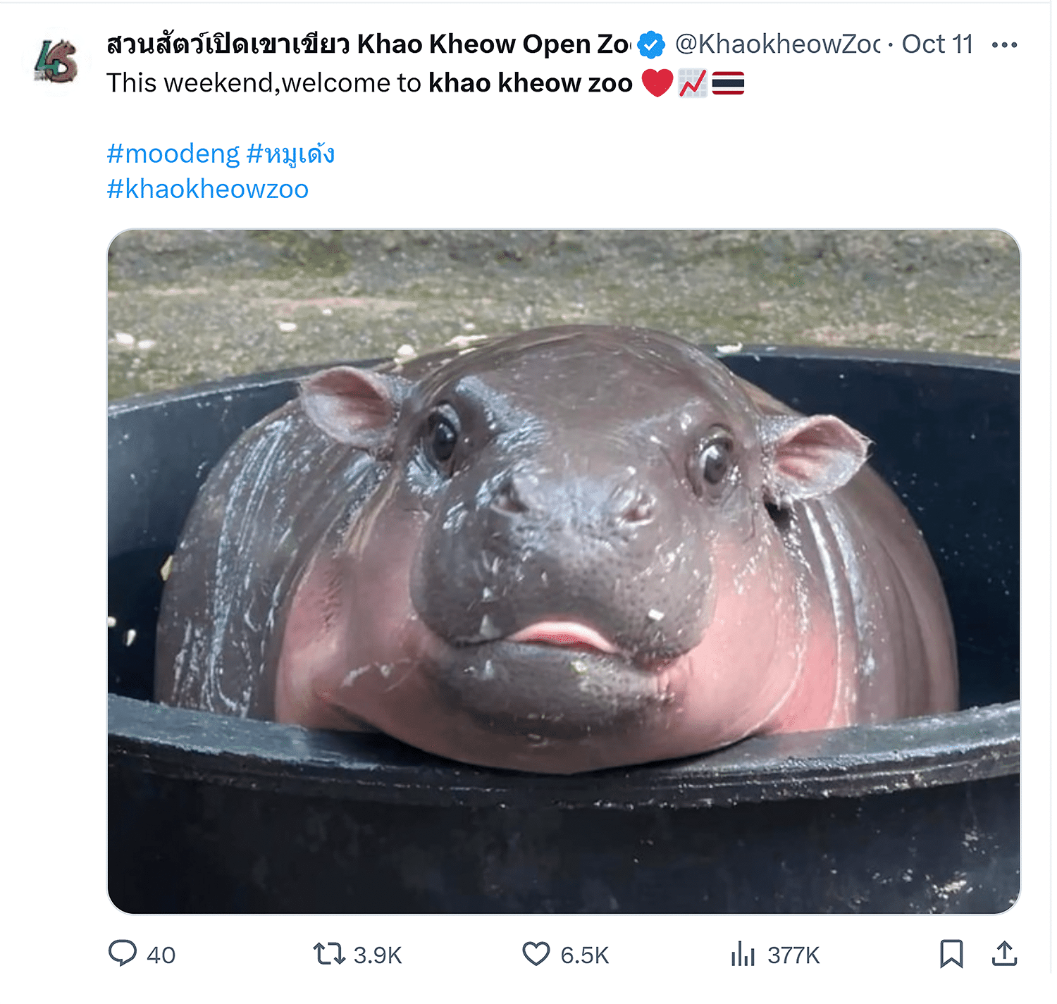 X Moo Deng Babby Hyppo